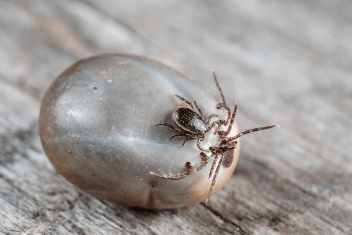 Ixodes Ricinus самец