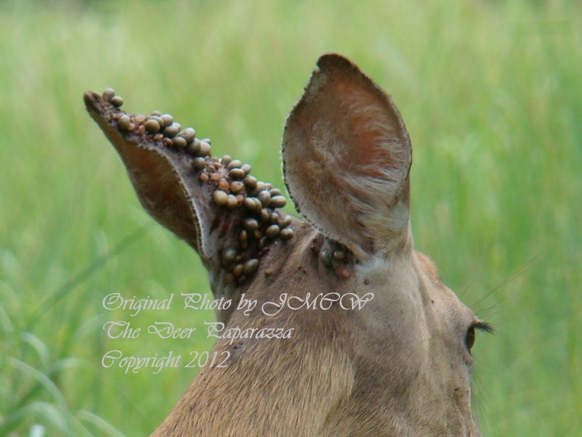 Клещи Лесные