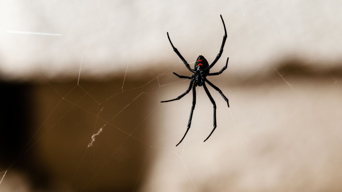 Чёрная вдова паук
