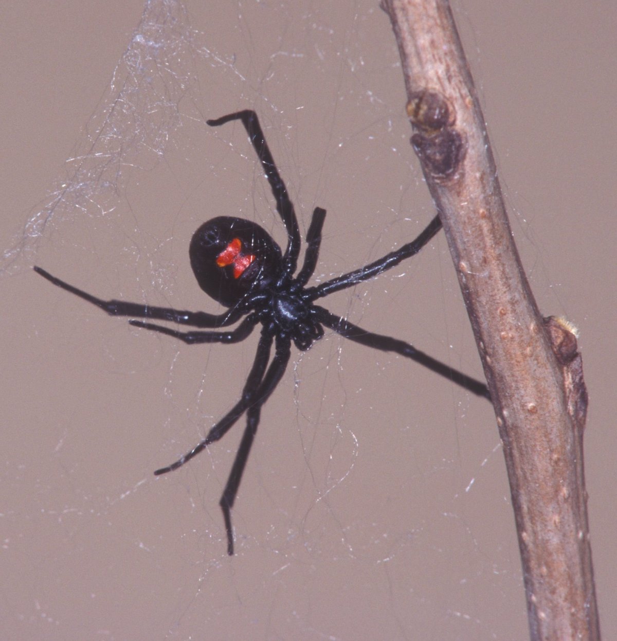 Каракурт птицеед