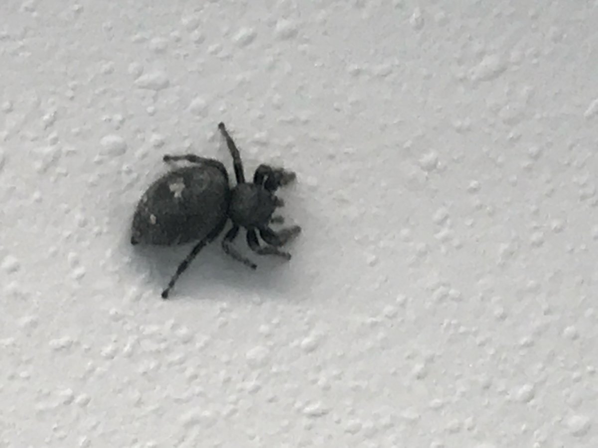 Жуки похожие на пауков в квартире