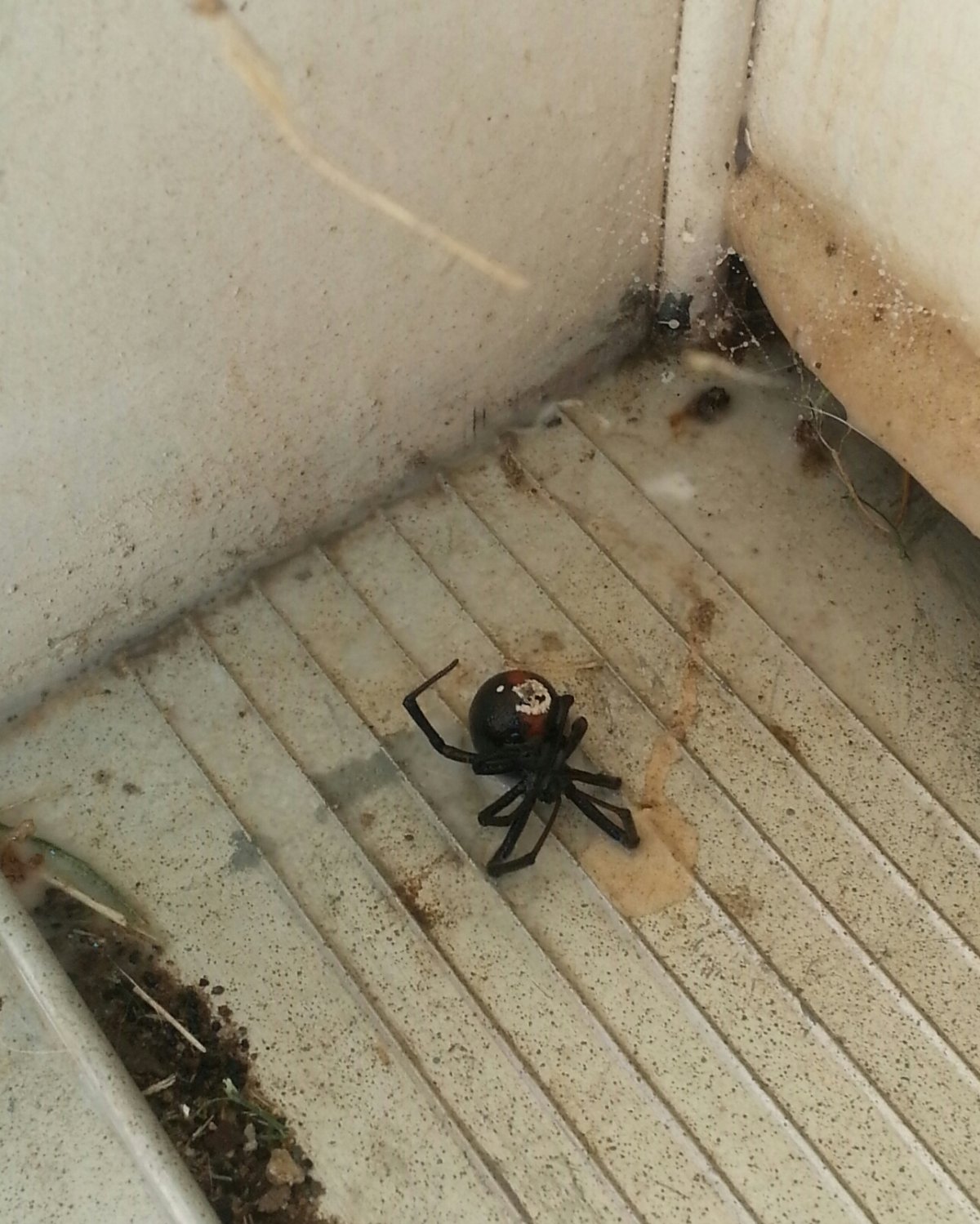 Подъездные пауки в доме