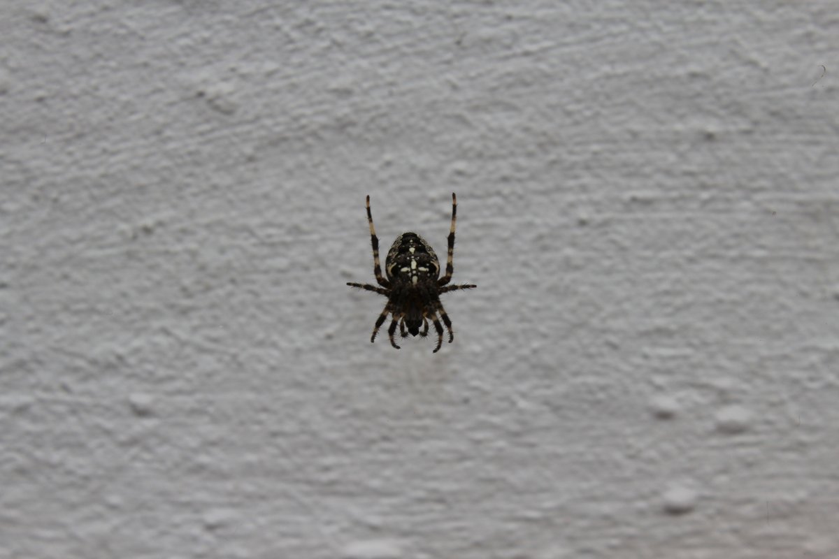 Черный паук с белым крестом