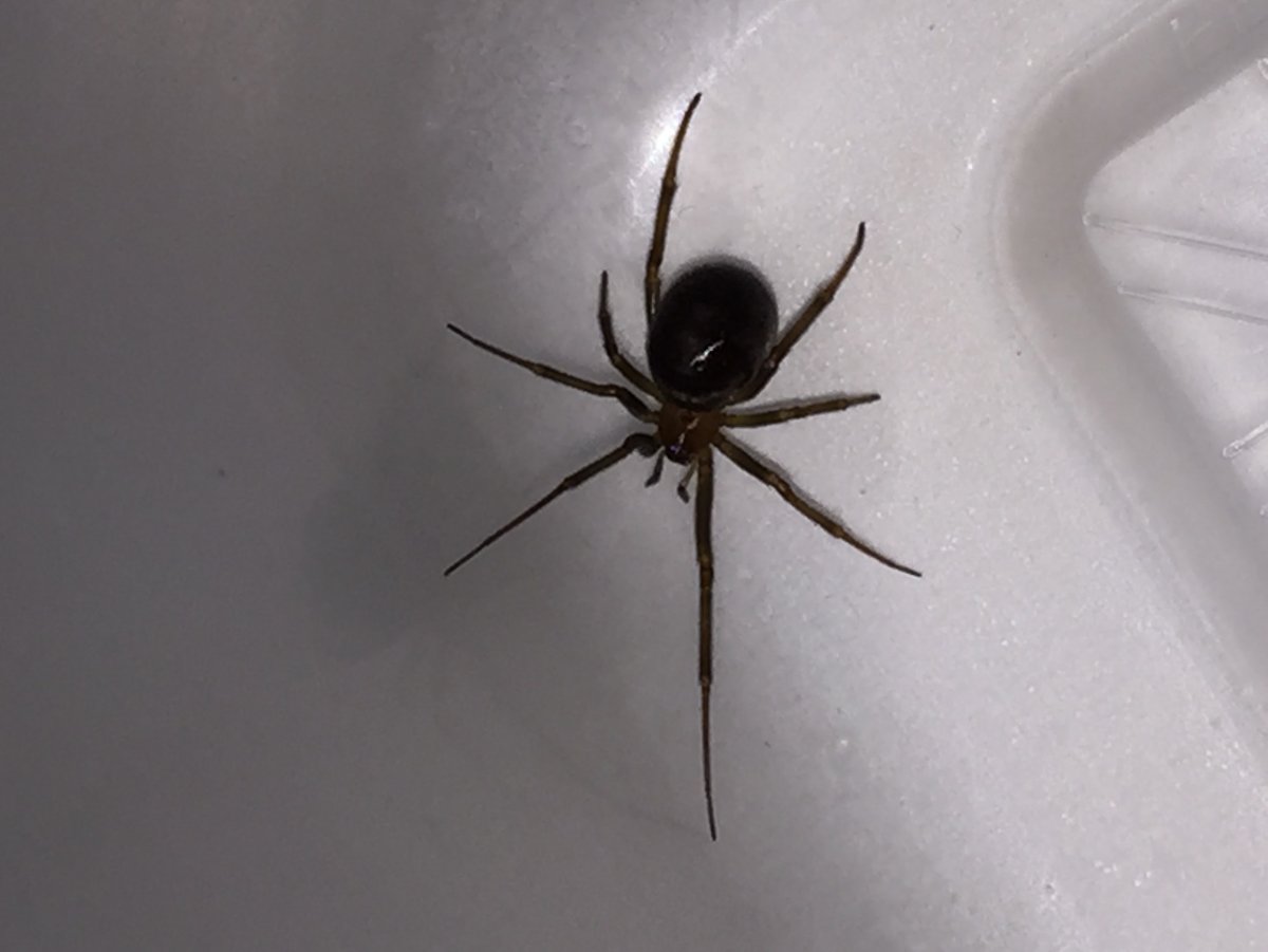 Стеатода Гросса паук черная