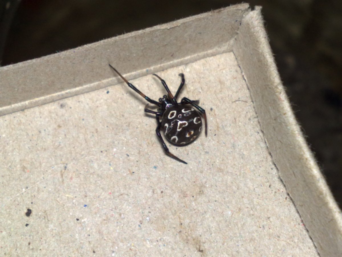 Маленький паук Каракурт