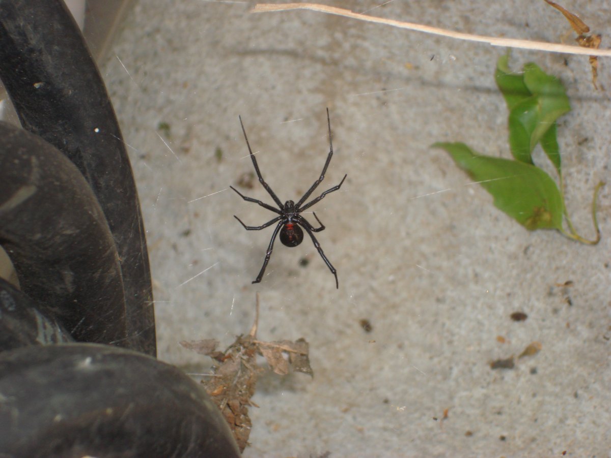 Пауки Черноморского побережья