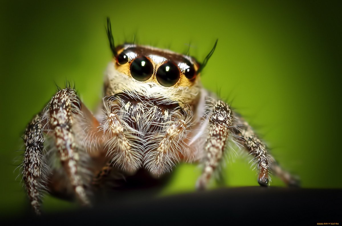 Паучьи глаза