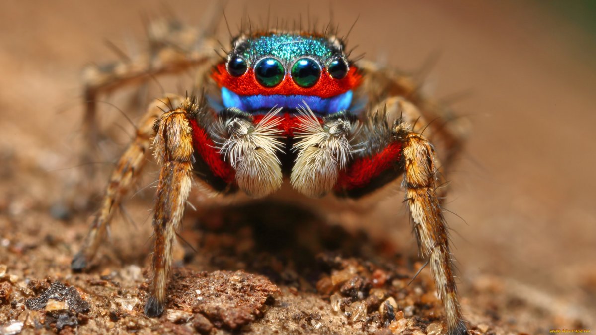 Цветные пауки