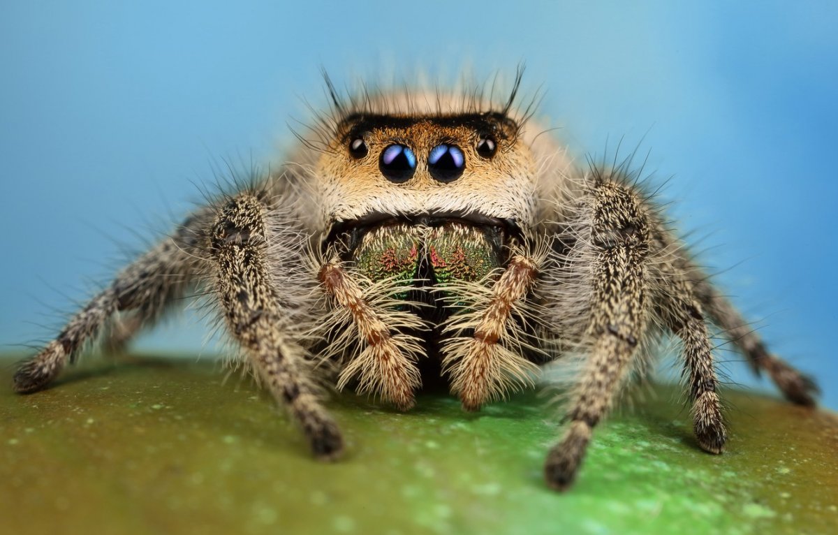 Phidippus Regius