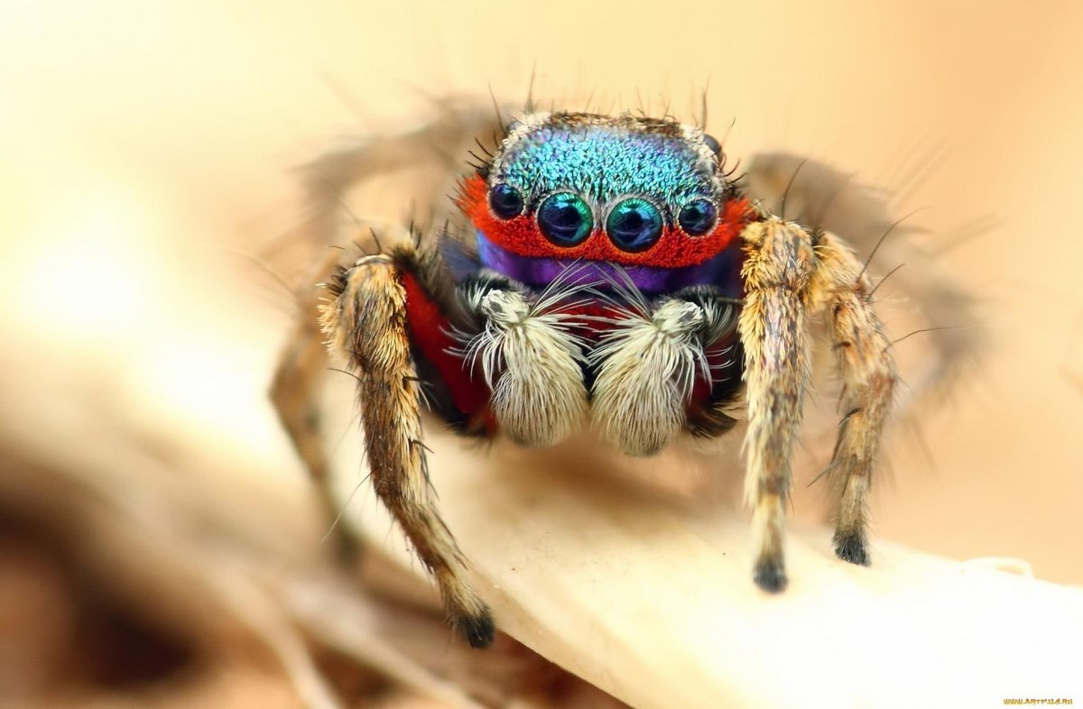 Глаза у пауков тарантулов