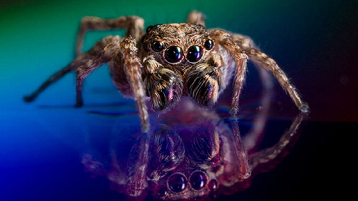 Глаза паука