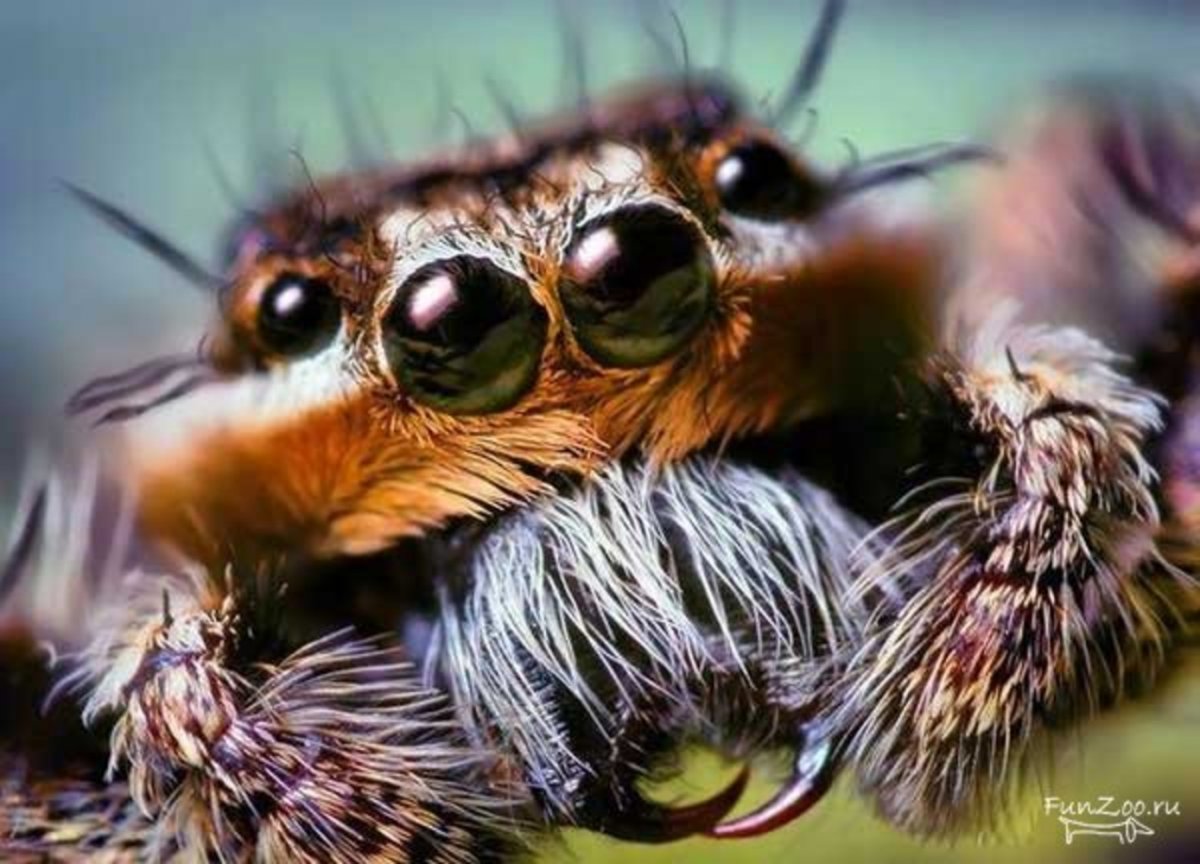 Птицеед Макросъемка