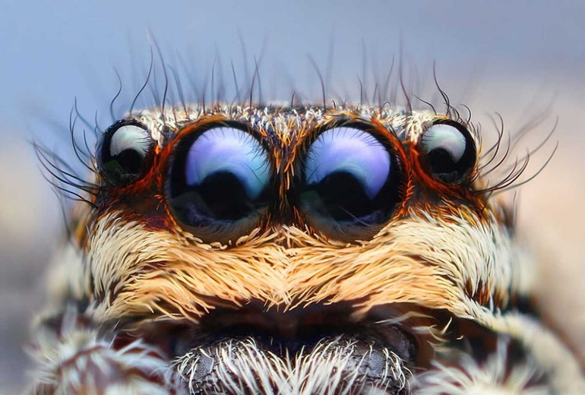 Паучьи глаза