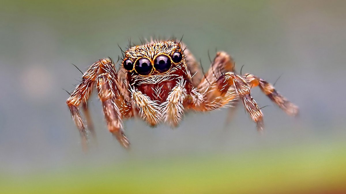 Паукообразные милые