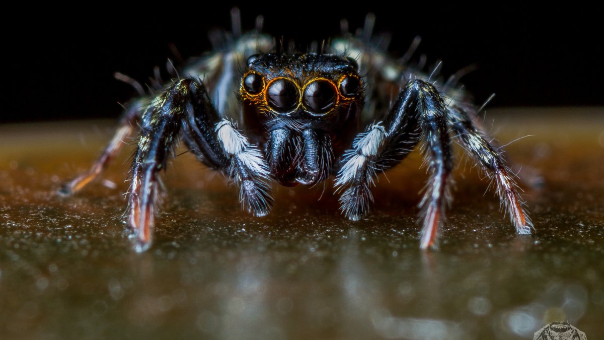 Паук птицеед глазки