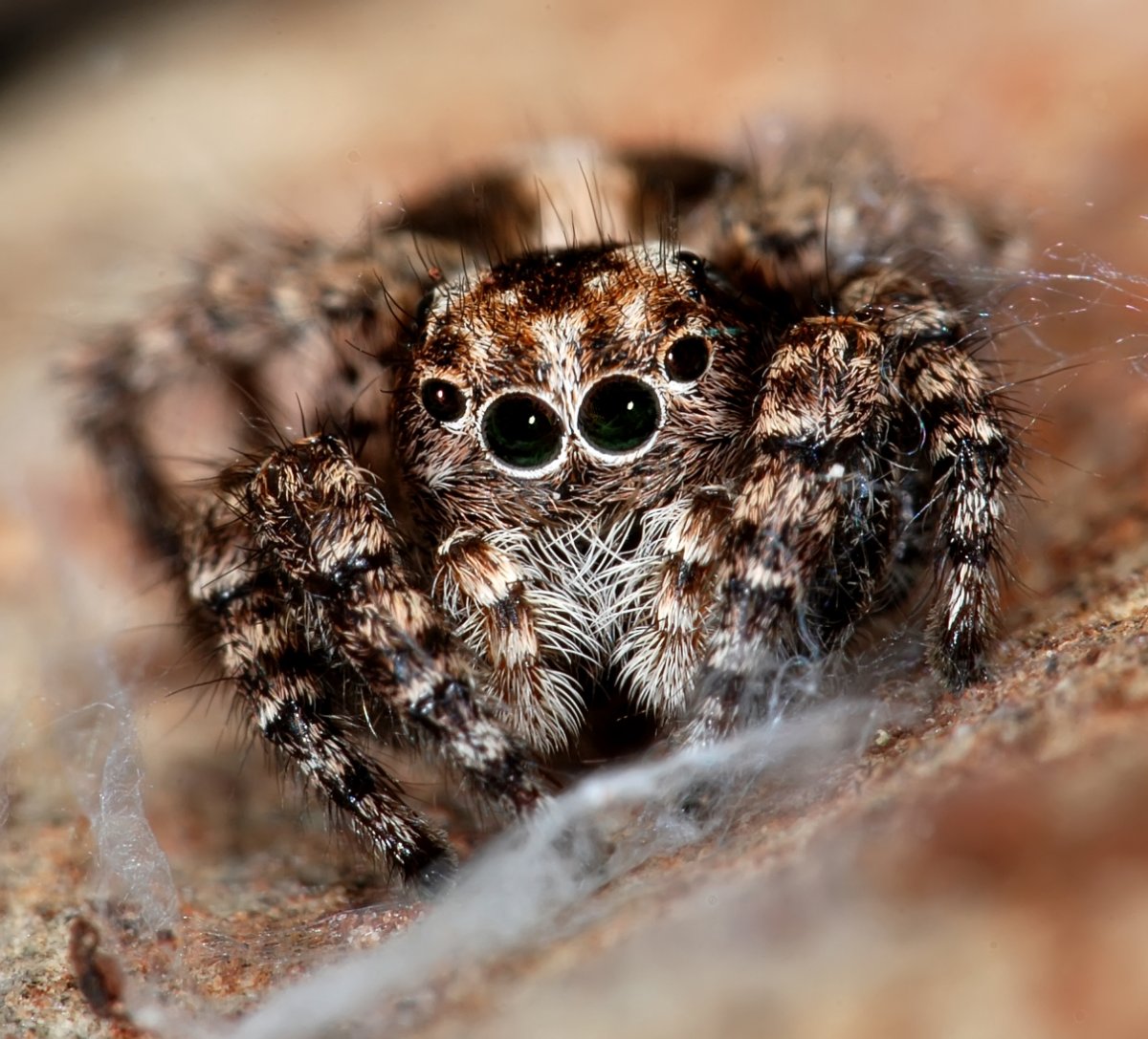 Паук с большими глазами