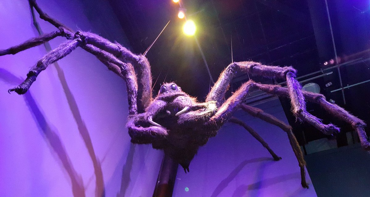 Птицеед Голиаф