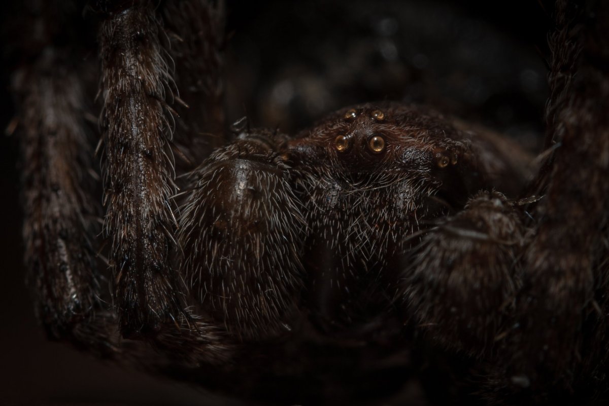 Паук-охотник heteropoda maxima