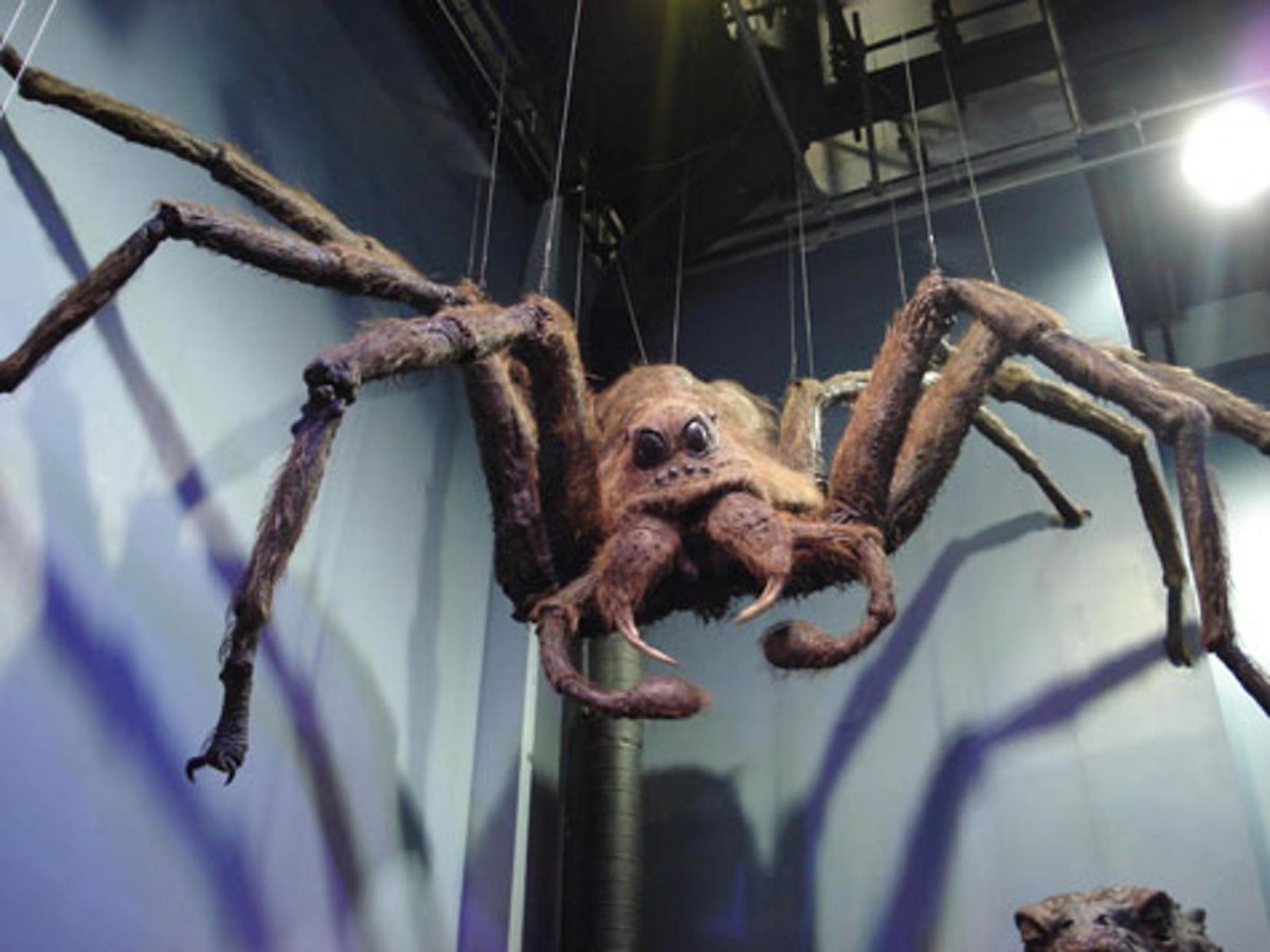 Эхо Джонсон тарантула