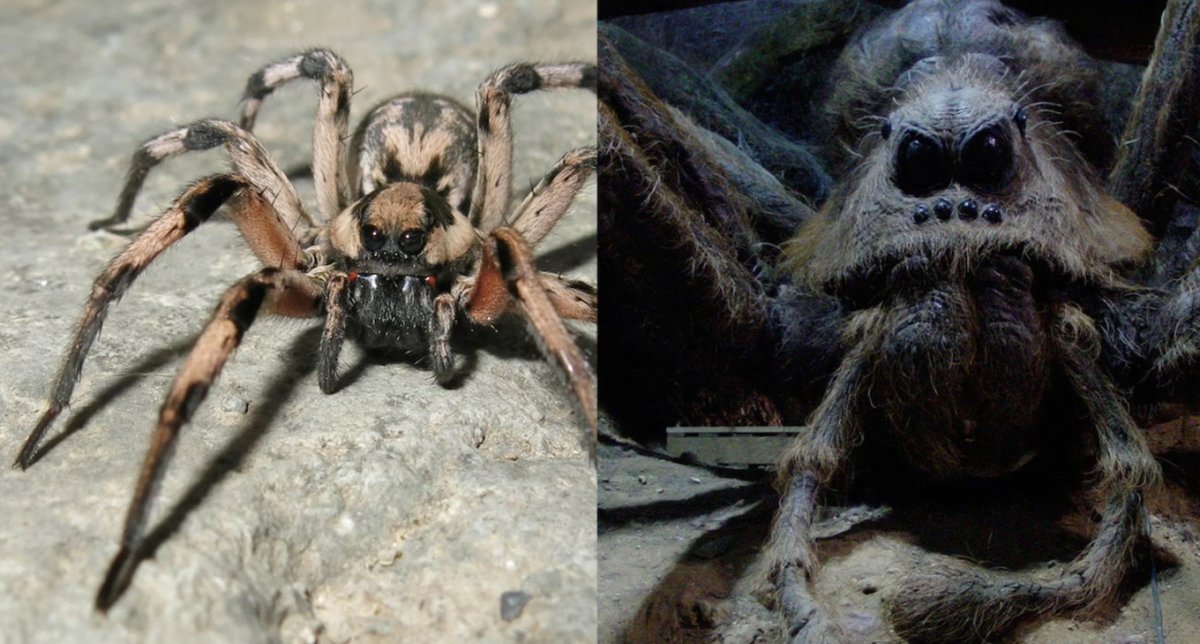 Паук Тарантул