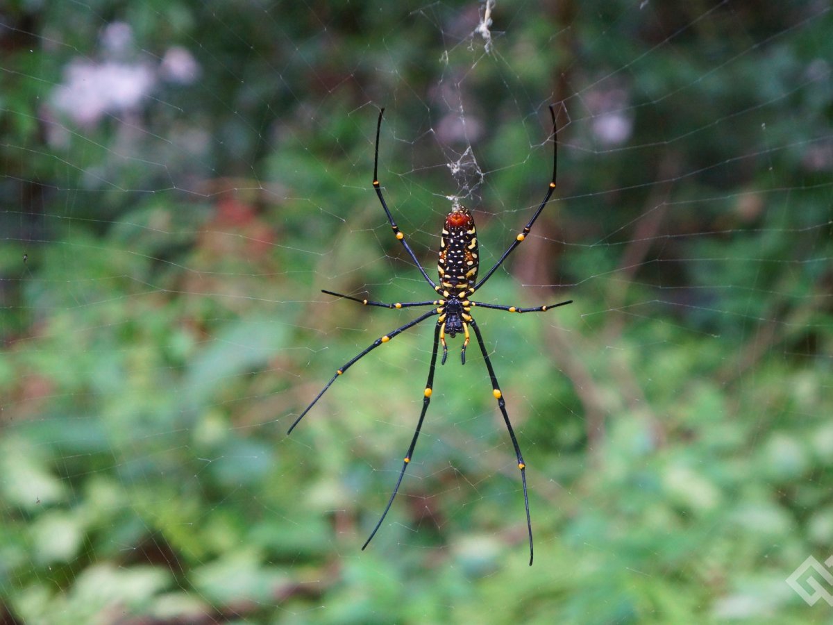 Красивых пауков и больших