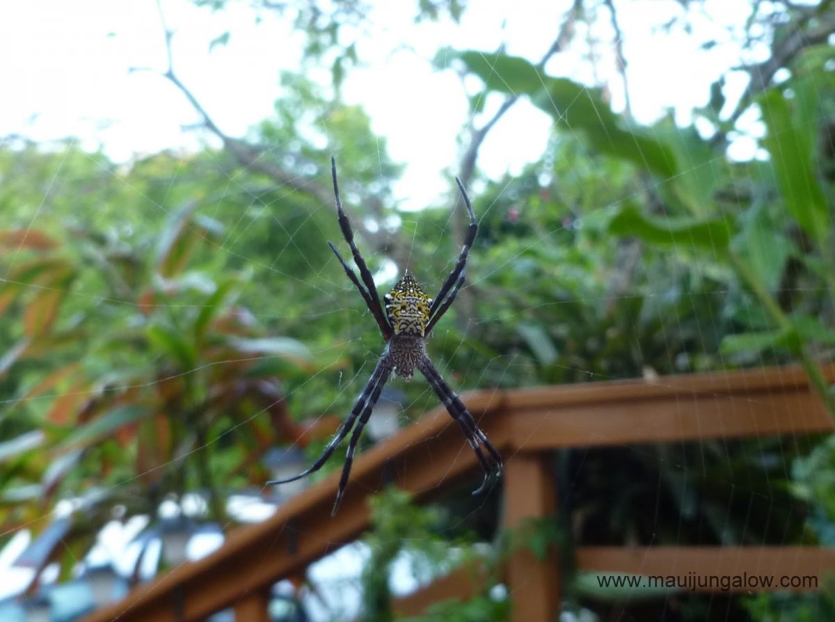 Паук Филиппин