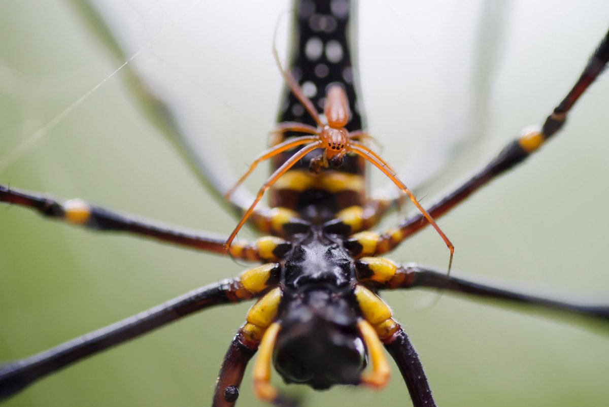 Пауки в Тайланде