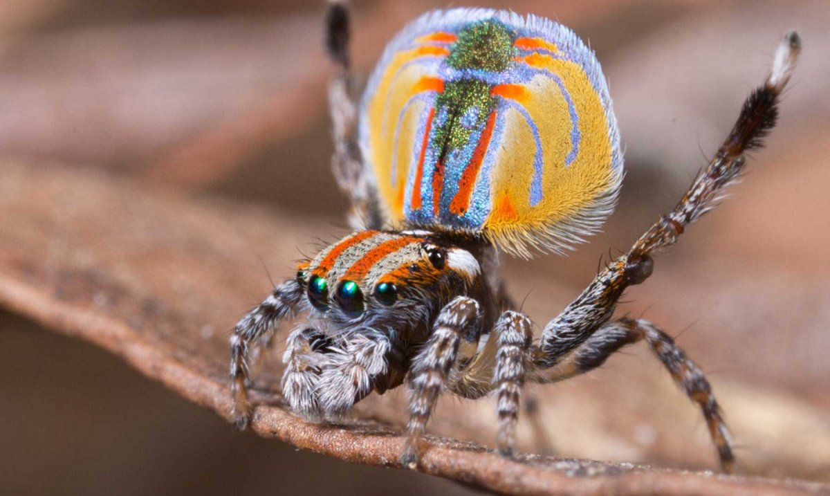 Пауки семейства Аргиопа