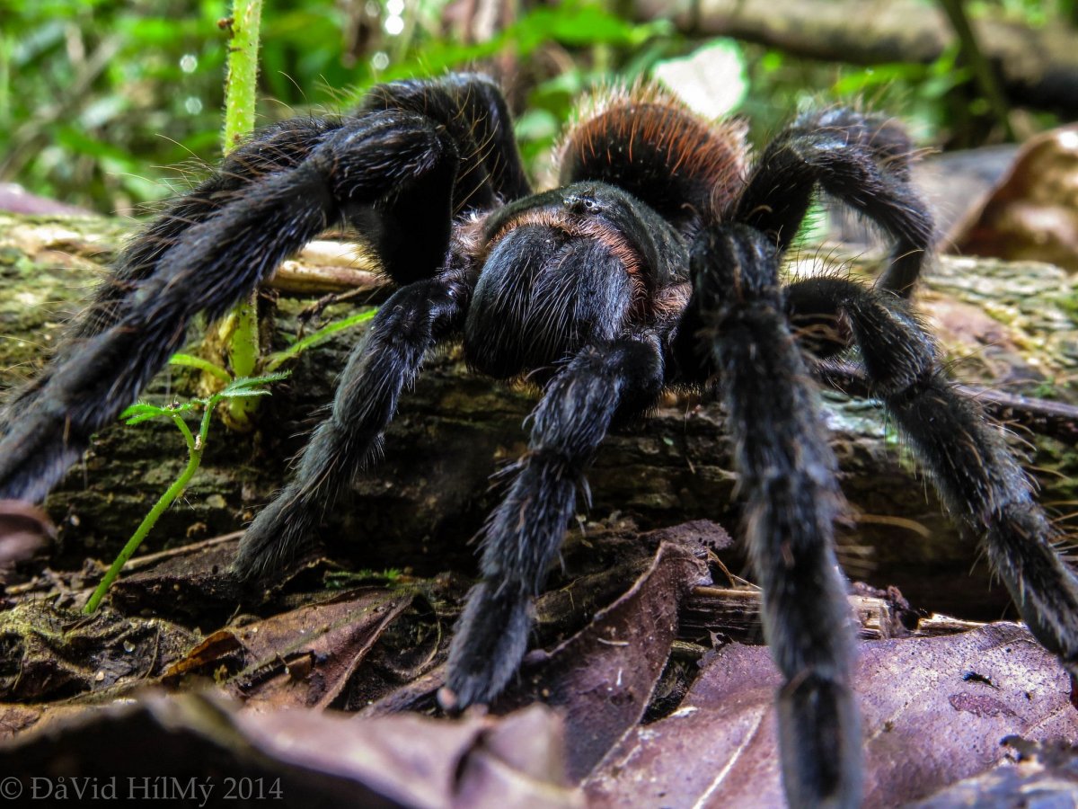 Насекомые Тайланда паук