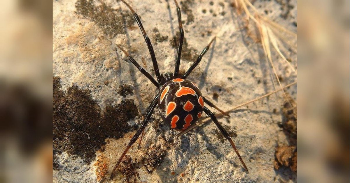 Avicularia braunshauseni