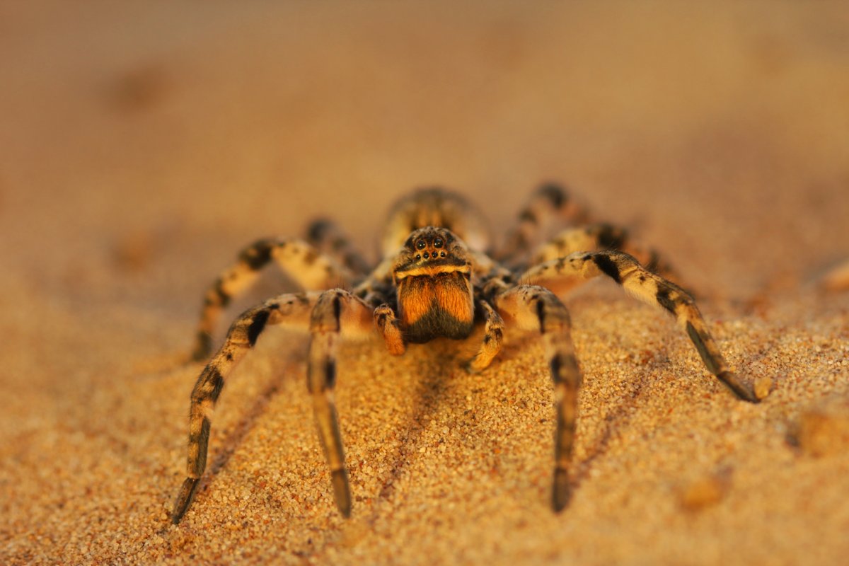 Паук Тарантул Южнорусский
