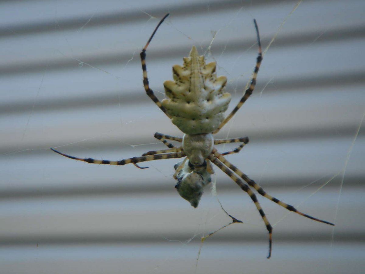 Пауки Казахстана и их названия