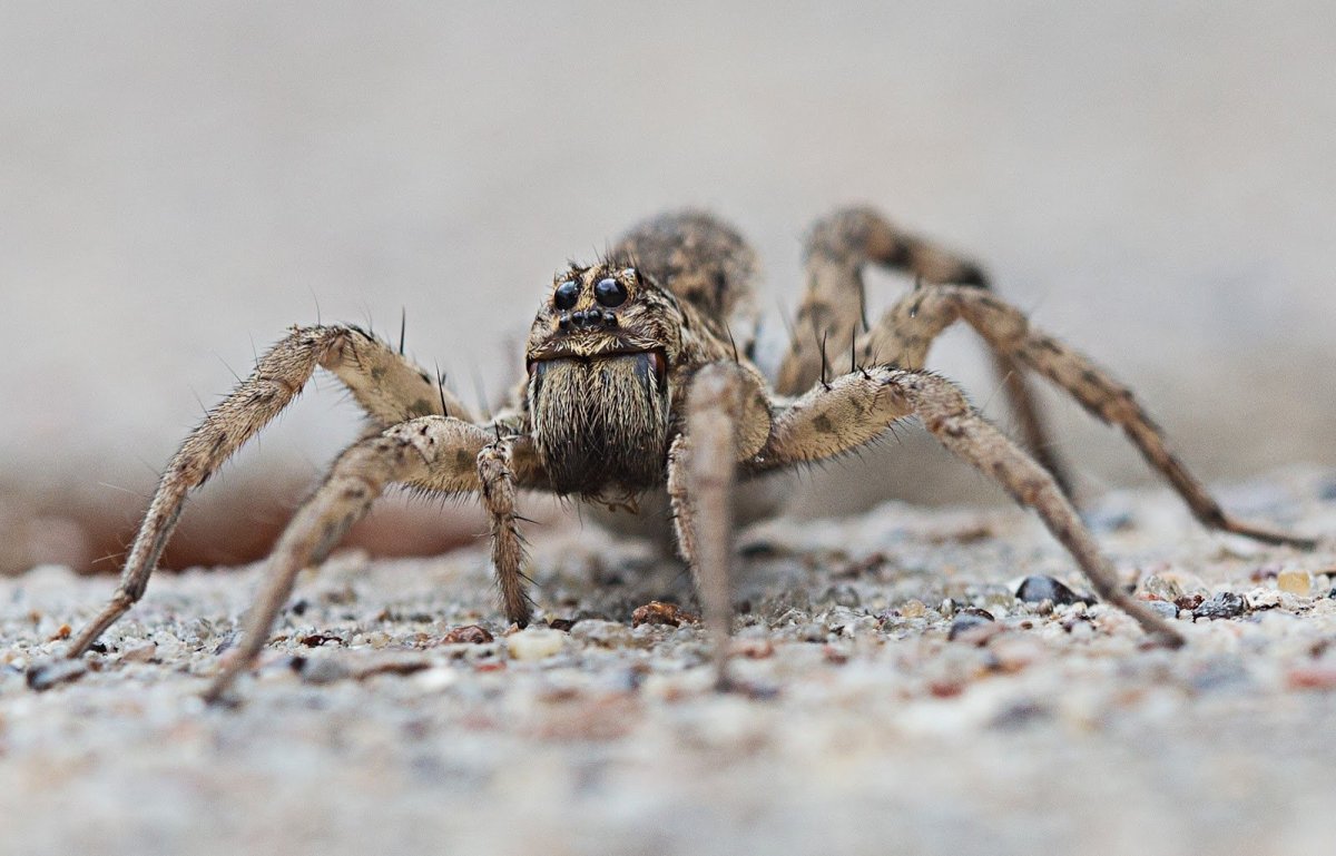 Южнорусский Тарантул с паучатами