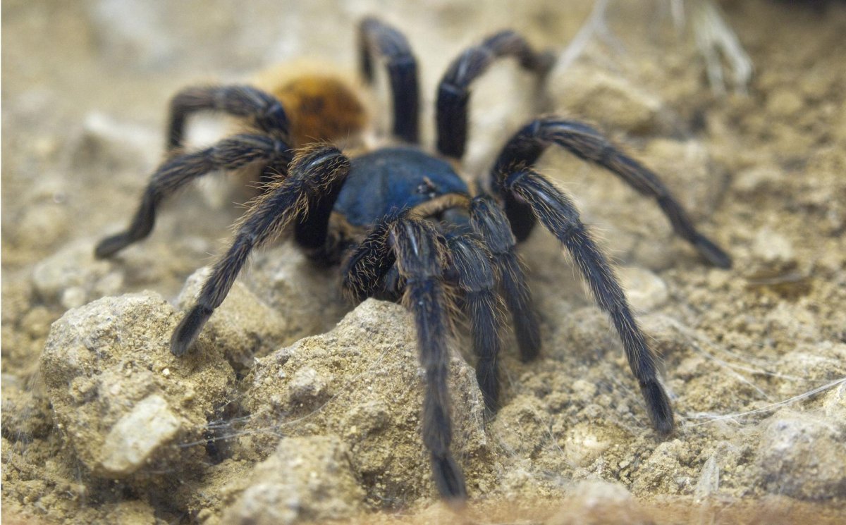 Паук Тарантул