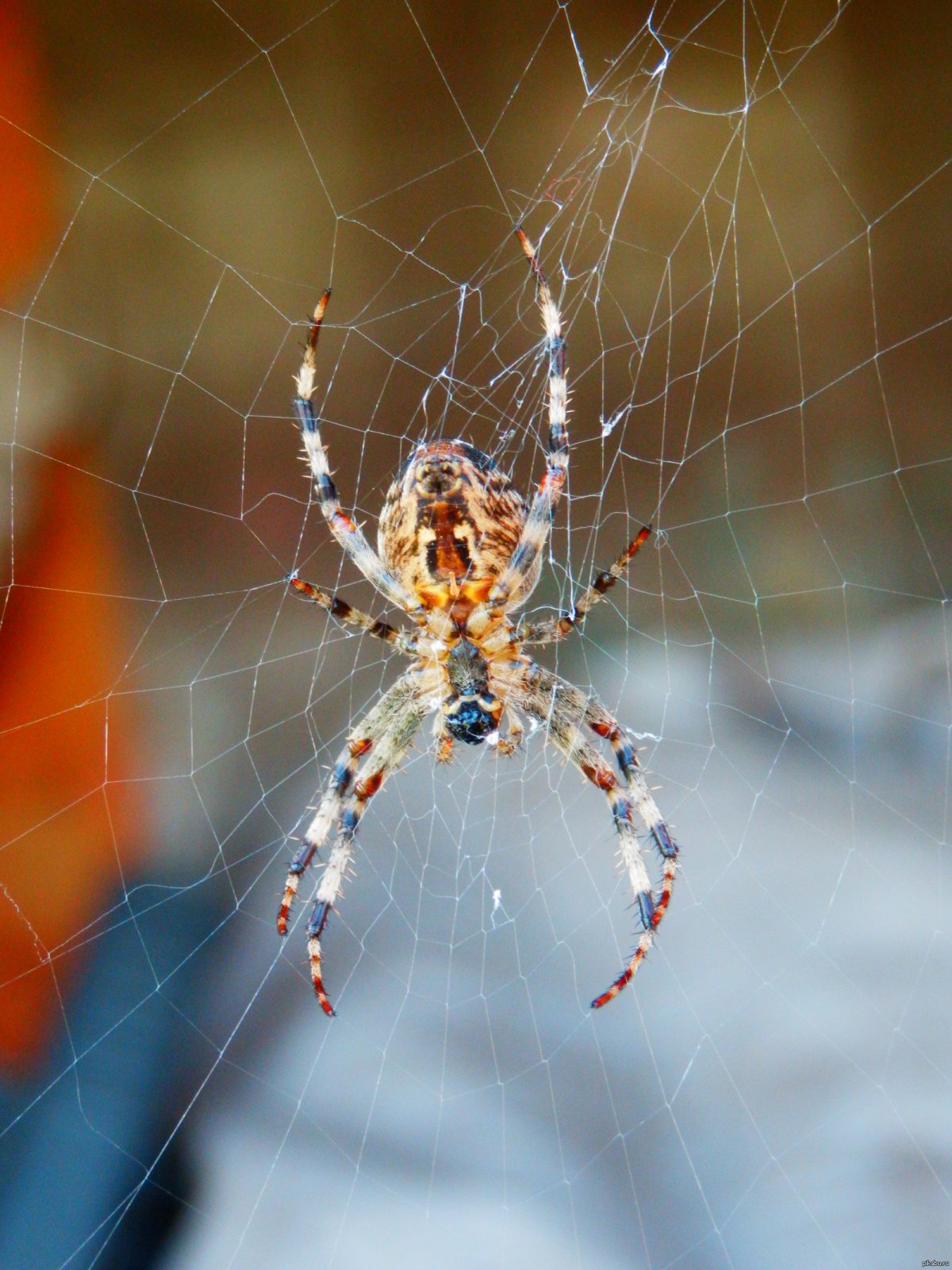 Большие красивые пауки