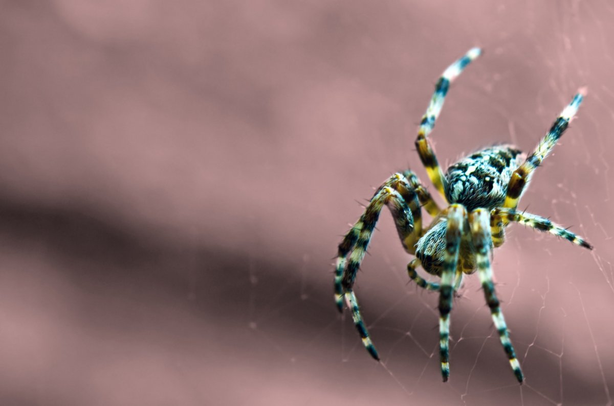 Красивый паук горизонтально