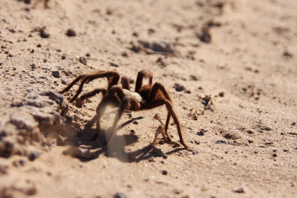 Паук Тарантул в пустыне
