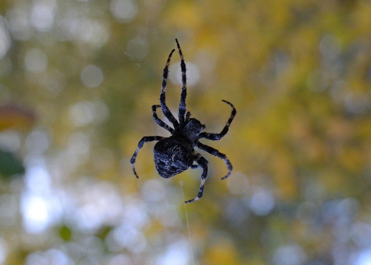 Паук чёрный Мизгирь