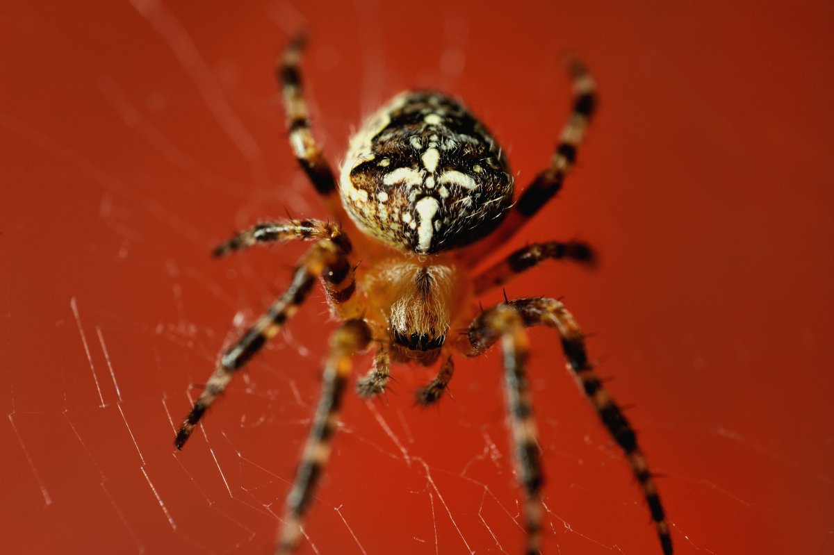 Паук Рэд Спайдер