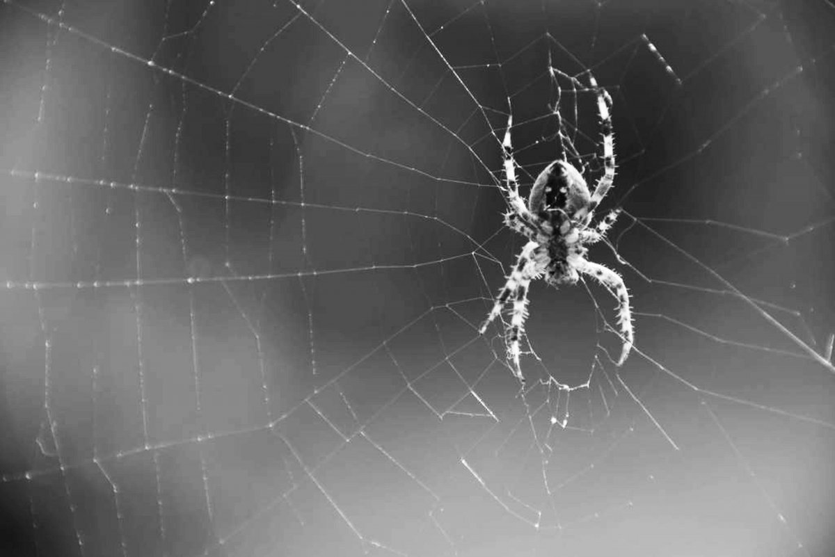 Паук черно белый
