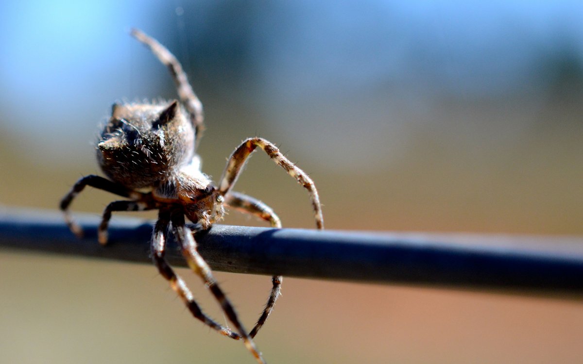 Царство паукообразные