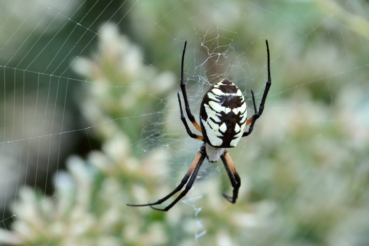 Черный паук с крыльями