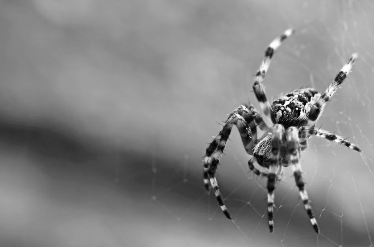 Каемчатый паук