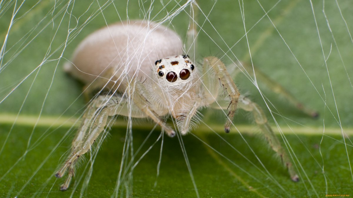 Прыгучий паук в России