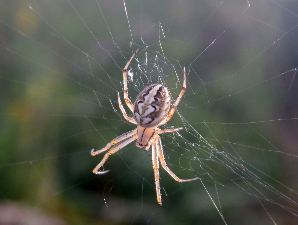 Паук серого цвета крестовик полосатый