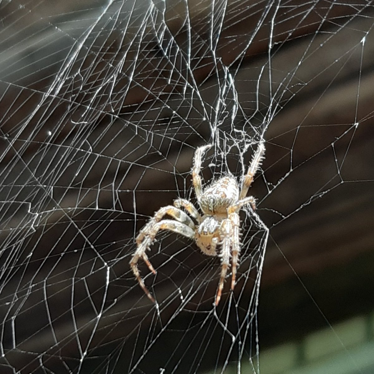 Черный Арахнид паук