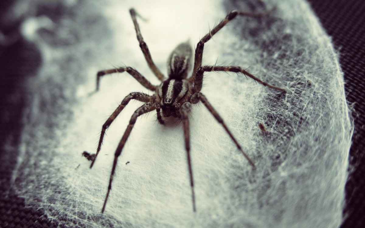 Паук Мизгирь крестовик