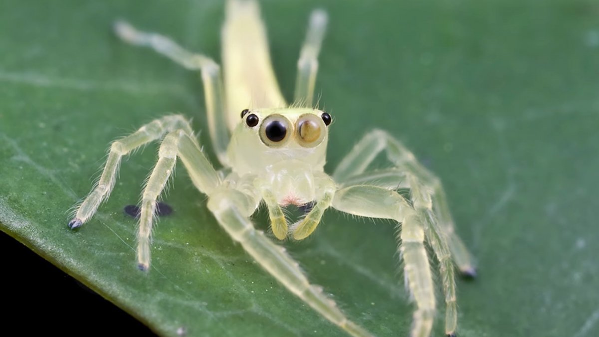Argiope lobata