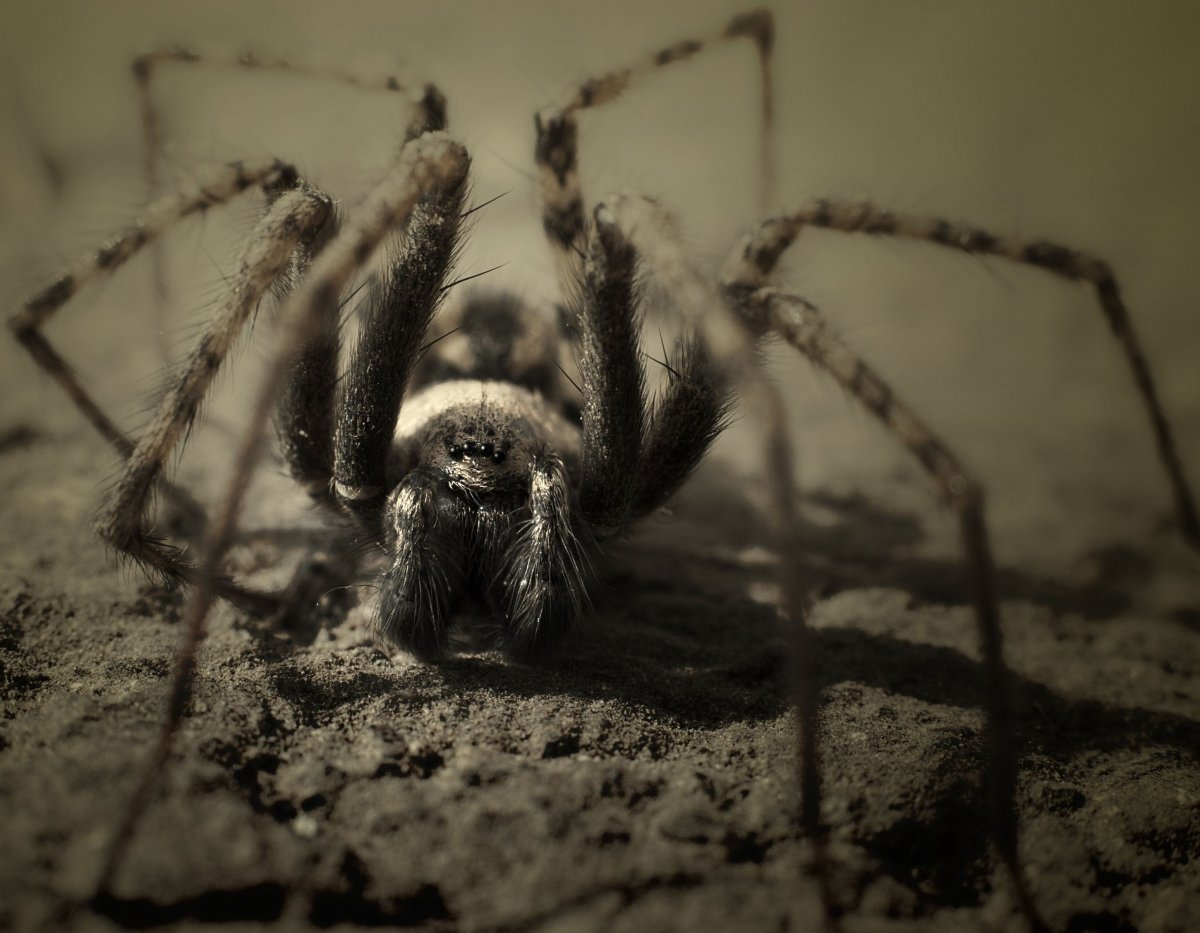 Пауки Крыма Аргиопа Брюнниха