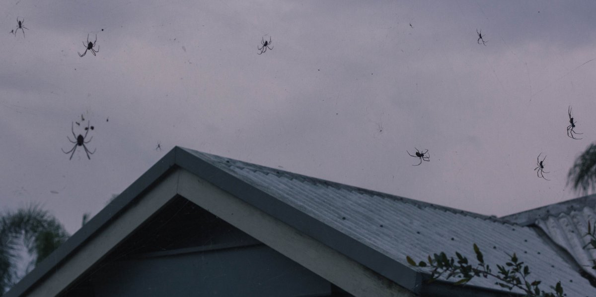 Дождь из пауков в Австралии